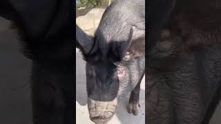 shorts pig wildboar minipig piggy pigs piglife minipigs piglove cutepig piglet [upl. by Patrick]