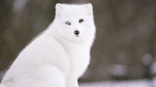 Vulpes lagopus – Песець лисиця полярна  Arctic fox [upl. by Anialam]