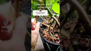 Propagate your Monstera Albo using its Aerial Roots [upl. by Reinnej985]