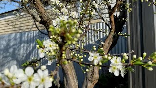 The garden in August 2024 Very late Winter [upl. by Eeldarb]