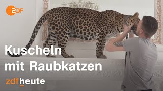 Raubkatzen als Haustier Warum Russinnen wilde Tiere lieben  auslandsjournal [upl. by Enneirb]