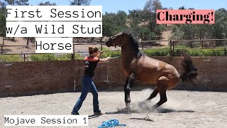 First Session wa Wild Horse  CHARGING  Mojave Stud Session 1 [upl. by Yngad]