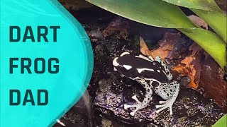 Poison Dart Frog Dad Carrying Tadpole Father’s Day Special SHORTS [upl. by Rouvin]