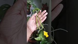 How to propagate Monstera adansonii  plants propagation monstera [upl. by Bicknell]