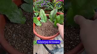 ¡Reproduce Kalanchoe del bosque fácilmente con esquejes [upl. by Audras]