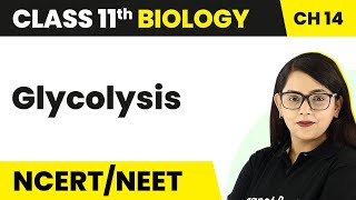 Class 11 Biology Chapter 14  Glycolysis  Respiration in Plants [upl. by Enytsuj]