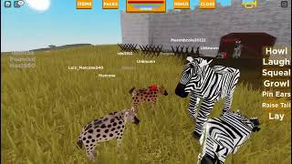 Plains zebra hunt as a hyena Playbox safari ROBLOX [upl. by Disraeli]