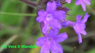 VERBENA   PURPLETOP VERVAIN [upl. by Eenitsed154]