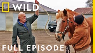 The Incredible Dr Pol The Grand Finale Full Episode SPECIAL  Nat Geo Wild [upl. by Nnawaj262]