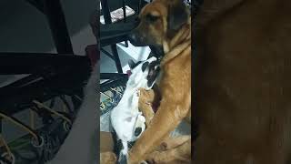 Galit na Yarn trending cat funnymomment dog funnydog funnycat funnyvideos [upl. by Monda]