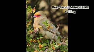 Redfaced Mousebirds calling [upl. by Magnum]