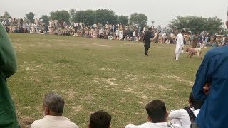 dog festival show in Lahore Pakistan 🙈🙊😤🥰😍 [upl. by Annaehr]