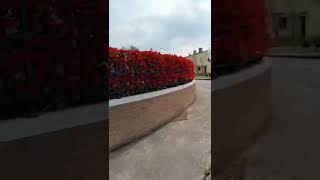 photinia Red Robin Hedgeshortvideo [upl. by Gonzalo]