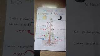 comparison between respiration and photosynthesis [upl. by Had523]