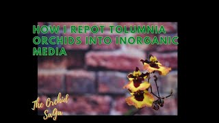 How I repot Tolumnia orchids [upl. by Cresida]