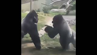 Gorilla Fight Shows Their Remarkable Speed and Agility [upl. by Eentruok212]