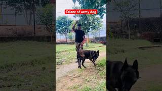 Techniques of Indian military dog training 🇮🇳 youtubeshorts shortvideo viralvideo dog k9 [upl. by Marika]