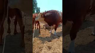 Record the daily life of cattle breeders Camel 501 [upl. by Reena247]