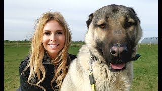 TURKISH KANGAL DOG  WOLF KILLER OR PET [upl. by Ferro]