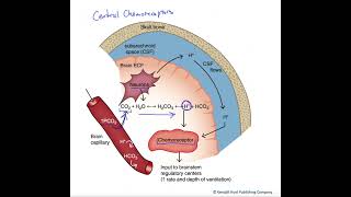 Central chemoreceptors [upl. by Ambrosane]