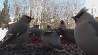 Bohemian Waxwings [upl. by Normandy]