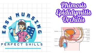 Phimosis  Epididymitis  Orchitis 4th sem [upl. by Kattie]