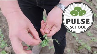 Pulse School Staging peas and lentils for incrop herbicides [upl. by Enorel]