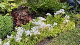 After Bloom Care amp Propagation For Sedum quotCoral Carpetquot 4K August 19 2024 [upl. by Gunar]