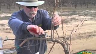 Pruning Grapes 2014 [upl. by Viens]