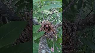 The cuckoo and 3 small shrikes competed for food but the cuckoo was completely defeated杜鹃VS3只小鸟竞争食物 [upl. by Goldshell]