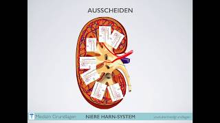 Niere Harn System Medizin Grundlagen Teil 1 [upl. by Kemeny]