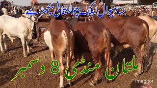 8 December 2024 Multan cow mandi sahiwal cholistani Naukri gulabi janwar naazfarming [upl. by Nitsugua]