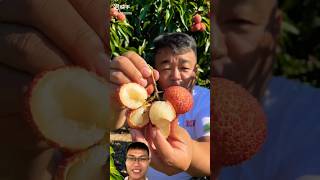 Harvest seedless lychee fruit sonasmr [upl. by Marybella233]