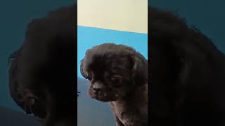 Charcoal baby Shihtzu coco [upl. by Niehaus769]