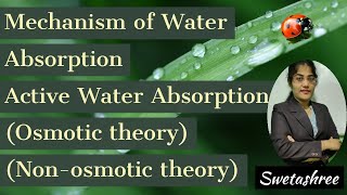 Mechanism Of Water Absorption  Active Water Absorption  Osmotic Theory  Nonosmotic Theory [upl. by Thomasina]