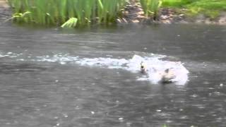 Weird Mallard Duck mating rituals [upl. by Sulokcin]