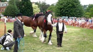 Hertfordshire Heavy Horse Show June 2011 at Capel Manor College Parading Shire Horses in HandMOV [upl. by Haleehs]