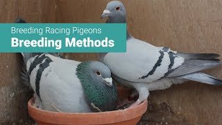 Breeding Racing Pigeons Things to Consider When Pairing Up [upl. by Brunelle]