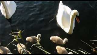 Hissing Swan at Birnie Loch Cupar [upl. by Ycnej220]