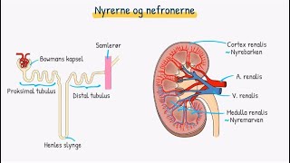 Nyrer og urinveje Reabsorption og sekretion [upl. by Alfi444]