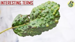 10 MUST KNOW GARDENING TERMS  Gardening Basics Part 1 [upl. by Shurwood]