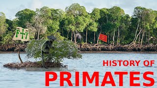 History of Primates [upl. by Porta381]