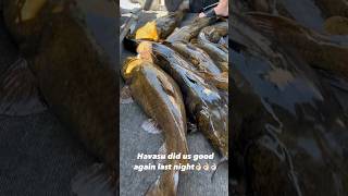 Lake Havasu Flathead Catfishing [upl. by Aibara]