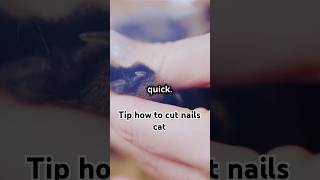 How To Cut Cat Nails Without Getting Hurt [upl. by Akila387]