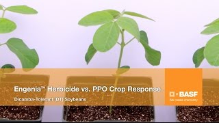 See how Engenia® Herbicide Stacks Up Against PPO Herbicides [upl. by Claribel636]