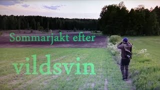 Jaktbloggen Sommarjakt efter vildsvin [upl. by Dnalyar676]