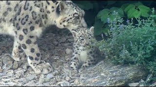 Młode pantery śnieżne irbisy  ZOO Wrocław  Cute snow leopard cubs [upl. by Pedro379]