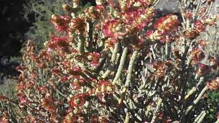 Salicornia Salicornia sp wwwriomoroscom [upl. by Ailedo638]