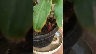 Insulin plant short video  Costus Igneus  Natural Health  Medicinal Plant  Blood Sugar Control [upl. by Aciretnahs]