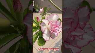 Adenium flowerAdenium blooming manishascreativity [upl. by Nennek]